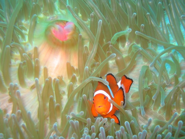 Nemo from Philippines (2007)